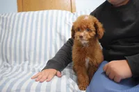 Dahlia 🐶, a female Poodle - Miniature  for sale in Fresno, OH – 4 of 9
