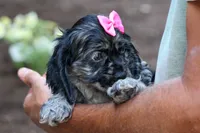 Bella 🐶💗, a female Cocker Spaniel for sale in Fresno, OH – 5 of 9