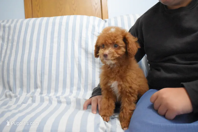 Dahlia 🐶 – Poodle - Miniature  puppy for sale in Fresno, OH