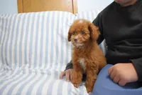 Dahlia 🐶, a female Poodle - Miniature  for sale in Fresno, OH – 1 of 9