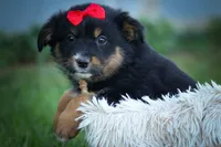 Laney 💗, a female Miniature Aussiedoodle for sale in Fresno, OH – 5 of 8