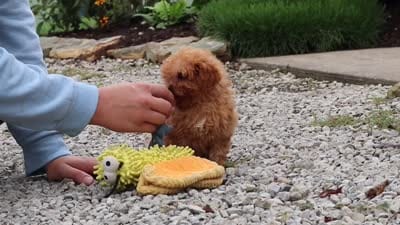 Luca, a male Cavapoo for sale in Fresno, OH – 8 of 8