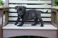 Moose 🐶, a male Staffordshire Bull Terrier for sale in Fresno, OH – 5 of 10