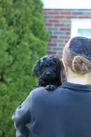 Sofie, a female Newfypoo for sale in Fresno, OH – 7 of 8