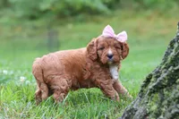Willow, a female Cavapoo for sale in Fresno, OH – 2 of 7