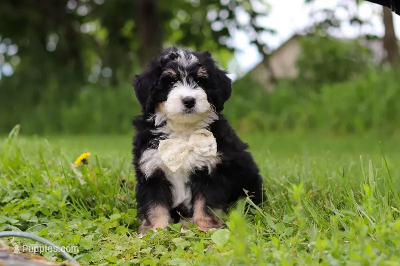 Slinky – Miniature Bernedoodle puppy for sale in Fresno, OH