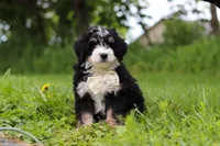 Slinky, a male Miniature Bernedoodle for sale in Fresno, OH – 1 of 8