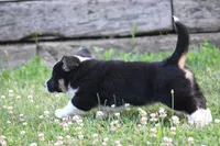 Jude🐶, a male Australian Shepherd and Pembroke Welsh Corgi for sale in Fresno, OH – 4 of 6