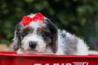  Prince , a male Cavapoo for sale in Fresno, OH – 8 of 10