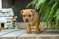 Mia Belle 🌸, a female Staffordshire Bull Terrier for sale in Fresno, OH – 2 of 10