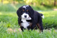 Millie, a female Miniature Bernedoodle for sale in Fresno, OH – 2 of 6