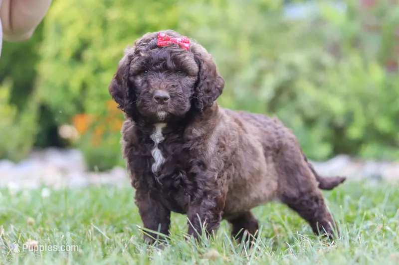 Cherri – Newfypoo puppy for sale in Fresno, OH