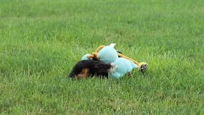Buffy, a female Miniature Bernedoodle for sale in Fresno, OH – 6 of 6