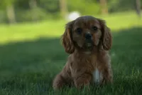 Ford 💙, a male Cavalier King Charles Spaniel for sale in Fresno, OH – 7 of 10