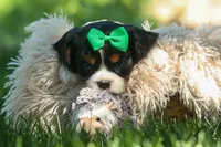 Maxwell 🐾🐶, a male Cavalier King Charles Spaniel for sale in Fresno, OH – 8 of 10