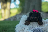Honey 🐾❤️, a female Miniature Dachshund for sale in Fresno, OH – 7 of 9