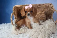 Pippin, a female Cavalier King Charles Spaniel for sale in Fresno, OH – Photo 6 of 9