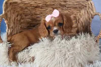 Pippin, a female Cavalier King Charles Spaniel for sale in Fresno, OH – Photo 9 of 9