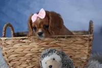 Pippin, a female Cavalier King Charles Spaniel for sale in Fresno, OH – Photo 4 of 9