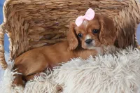 Pippin, a female Cavalier King Charles Spaniel for sale in Fresno, OH – Photo 8 of 9