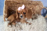 Pippin, a female Cavalier King Charles Spaniel for sale in Fresno, OH – Photo 7 of 9