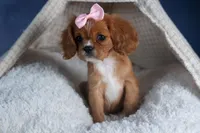 Pippin, a female Cavalier King Charles Spaniel for sale in Fresno, OH – Photo 2 of 9