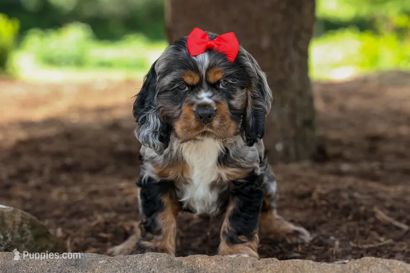 Brunson 🐶💙 – Cocker Spaniel puppy for sale in Fresno, OH