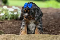 Dakota 🐶💙, a male Cocker Spaniel for sale in Fresno, OH – 4 of 8
