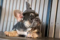 Flora Jane 🩷, a female French Bulldog for sale in Fresno, OH – 3 of 9