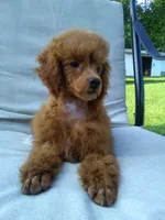 Denver 💕🐶, a male Poodle - Miniature  for sale in Fresno, OH – 7 of 10