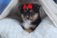 Lexi, a male Miniature Aussiedoodle for sale in Fresno, OH – Photo 6 of 10