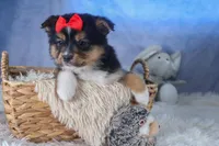 Lexi, a male Miniature Aussiedoodle for sale in Fresno, OH – Photo 7 of 10