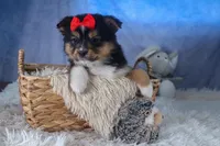 Lexi, a male Miniature Aussiedoodle for sale in Fresno, OH – Photo 10 of 10