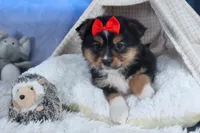 Lexi, a male Miniature Aussiedoodle for sale in Fresno, OH – Photo 2 of 10