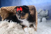 Lexi, a male Miniature Aussiedoodle for sale in Fresno, OH – Photo 9 of 10