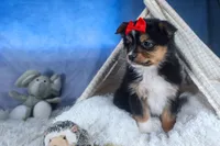 Lexi, a male Miniature Aussiedoodle for sale in Fresno, OH – Photo 4 of 10