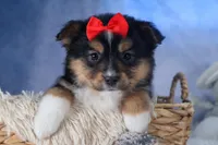 Lexi, a male Miniature Aussiedoodle for sale in Fresno, OH – Photo 3 of 10
