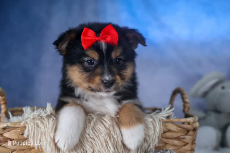 Lexi, a male Miniature Aussiedoodle for sale in Fresno, OH – Photo 1 of 10