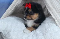 Lexi, a male Miniature Aussiedoodle for sale in Fresno, OH – Photo 5 of 10