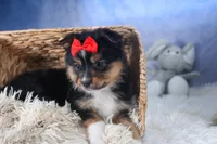 Lexi, a male Miniature Aussiedoodle for sale in Fresno, OH – Photo 8 of 10