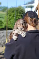 Hudson, a male Newfypoo for sale in Fresno, OH – 7 of 8