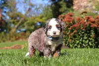 Mooney, a male Miniature Bernedoodle for sale in Fresno, OH – 5 of 6