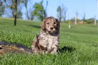 Hudson, a male Newfypoo for sale in Fresno, OH – 4 of 8