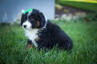 Landon🐾, a male Miniature Aussiedoodle for sale in Fresno, OH – 6 of 9