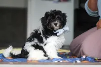 Joey, a male Havapoo for sale in Fresno, OH – 4 of 6