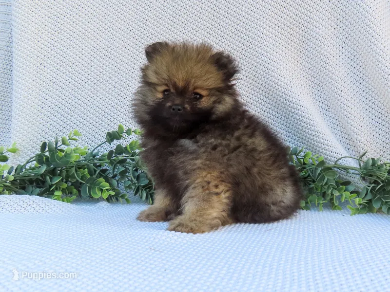 Polly 🐾🌸 – Pomeranian puppy for sale in Fresno, OH