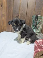 Meet Lark 🐾, a female Australian Shepherd and Border Collie for sale in Fresno, OH – Photo 10 of 10