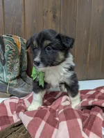 Meet Lark 🐾, a female Australian Shepherd and Border Collie for sale in Fresno, OH – Photo 3 of 10