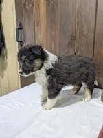 Meet Lark 🐾, a female Australian Shepherd and Border Collie for sale in Fresno, OH – Photo 9 of 10