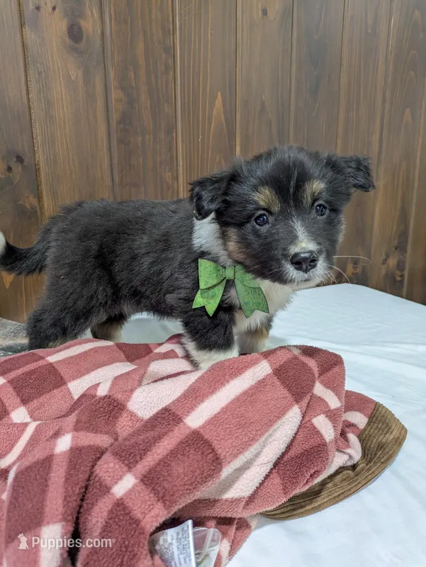 Meet Lark 🐾 – Australian Shepherd, Border Collie puppy for sale in Fresno, OH
